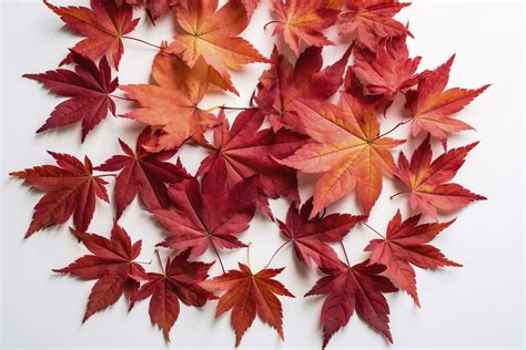 red maple leaves isolated on white background, generate ai 24401817 ...