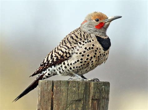 Northern Flicker | Celebrate Urban Birds