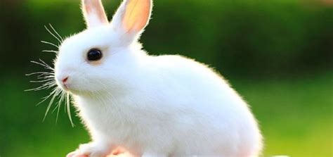 Baby Rabbit Care Tips and Advices – InspirationSeek.com