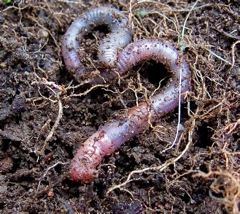 Beyond Pesticides Daily News Blog » Blog Archive Earthworms Detoxify Pesticides at a High Cost ...