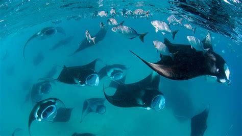 Scuba Diving in Baa Atoll, Maldives | ZuBlu