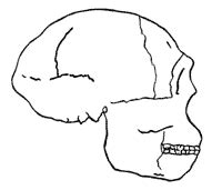 Homo erectus Modern Man: Evolution or Human Variability? | Answers in Genesis