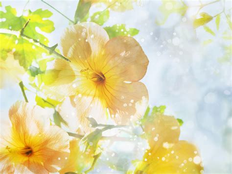 🔥 [50+] Summer Flowers Screensavers and Wallpapers | WallpaperSafari