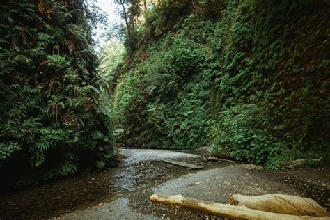 How To Find Fern Canyon Trail (NEW 2023 Permits Details!) - The Mandagies