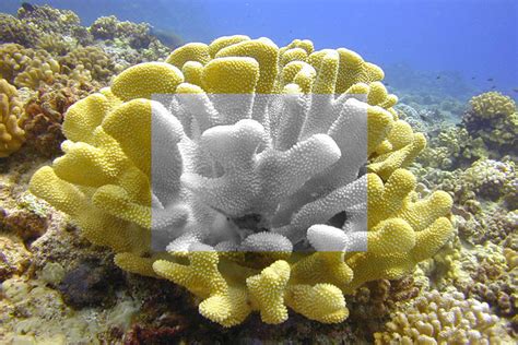 Coral Bleaching in Hawaii - Manta Ray Advocates Hawaii