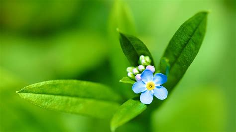 🔥 [50+] Small Flower Wallpapers | WallpaperSafari