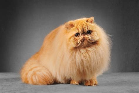 Persian cat breed information and advice. - Your Cat