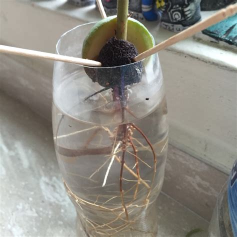 SG My Garden Is Good: Growing avocado in water - Mid September 2015