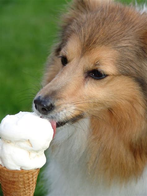 Dog licking ice cream stock image. Image of snack, lawn, eating - 8779