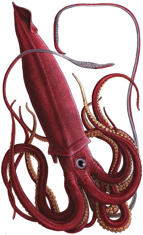 Giant-Squid.jpg 974×1,600 pixels | Squid tattoo, Giant squid, Squid