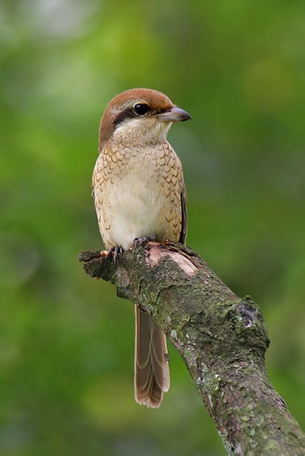 Brown Shrike | Brown Shrike portrait at Chinese gardens. spo… | eddy lee | Flickr