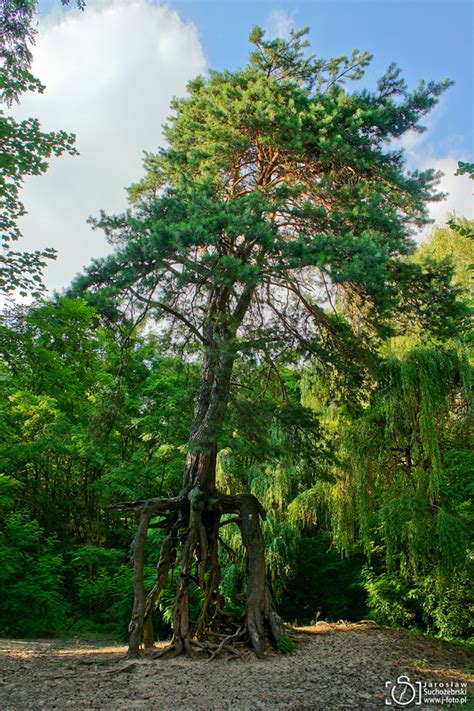 Unusual pine tree in the Winiarski Forest near Busko