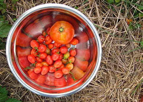 Fall harvest – Pardon the Garden