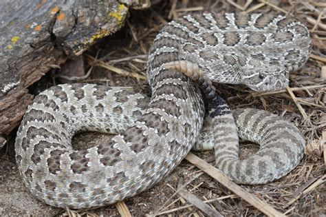 Prairie Rattlesnake (Crotalus viridis) - Amphibians and Reptiles of ...