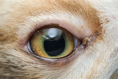 Cat Eye Problems - Eye Inflammation, Uveitis, Conjunctivitis