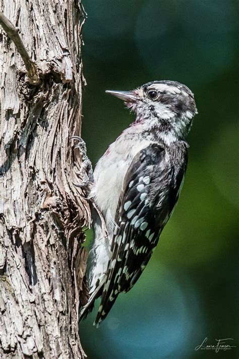 Downy Woodpecker - FeederWatch