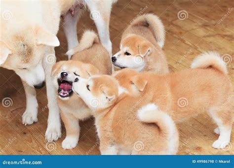 Japanese Akita-inu Breed Dog Family Stock Photo - Image of fluffy ...