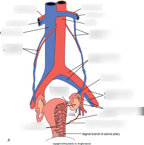 UTERINE/OVARIAN VASCULATURE Diagram | Quizlet