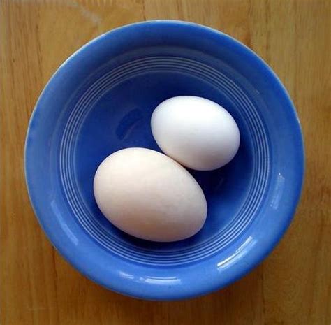 Muscovy Duck Eggs Vs Chicken Eggs - Dengan Santai