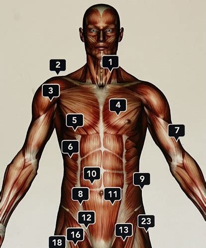 Anatomy Man- FRONT Flashcards | Quizlet