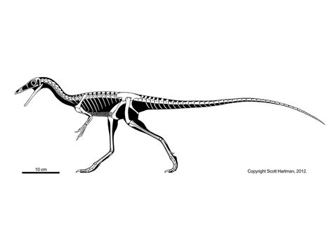 Compsognathus longipes | Animales prehistóricos, Paleontología, Prehistórico