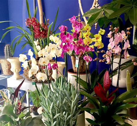 Orchids in our shop | Flores