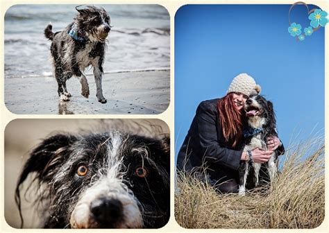 Dog Photo Shoot on the Beach ~ Meet the fabulous Pez! » Scotland ...