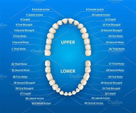 Adult tooth numbering chart | Tooth chart, Human mouth, Dental assistant study