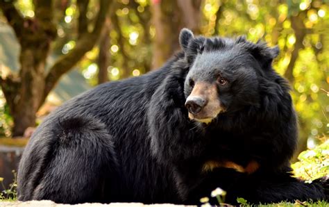 Interesting facts about Asiatic black bears | Just Fun Facts