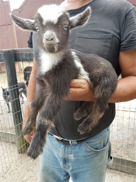 Miniature Nigerian Dwarf Goats - Tanglewood Farm Miniatures