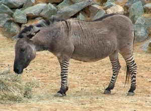 Mule Facts – Mule, Donkey & Horse Training with Meredith Hodges