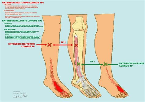 Extensor Digitorum Longus