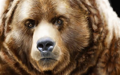 Bearish Grizzly Bear Face Close Up, Grizzly, Face, Bears, Animals ...