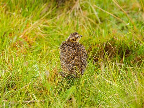 Red Grouse Bird Facts (Lagopus lagopus scotica) | Birdfact