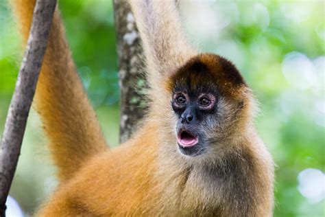 Best Places to See Monkeys in Costa Rica - Pura Vida Moms