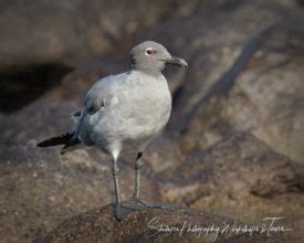 Lava Gull in Galapagos Islands - Shetzers Photography