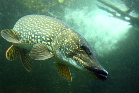 Kayakers Film Hungry Muskie Swimming Around With Full-Grown Northern Pike in Its Jaws - Wide ...