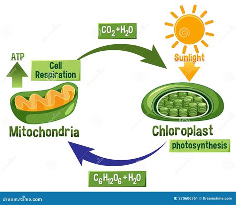 Photosynthesis and Cellular Respiration Diagram Stock Vector - Illustration of process, cellular ...