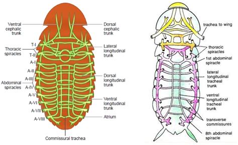 Cockroach Anatomy - W3schools