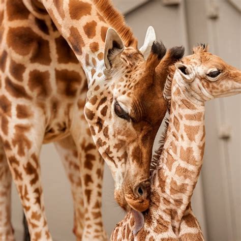 Adorable Pictures Show Proud Mother Giraffe Nursing Her One-Month Old ...