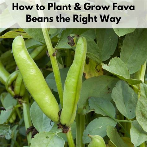 How’s To Plant A Fava Bean In The Soil – SC Garden Guru