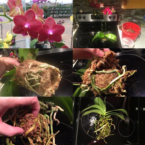 Phalaenopsis: Care, Culture and Tips to Keep Your Orchid Reblooming | Orchids, Growing orchids ...