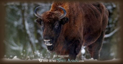 White Buffalo Symbolism & Meaning | White Buffalo Spirit, Totem & Power ...