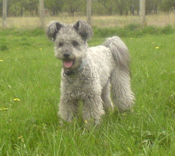 pumi dog photo | Pumi Puppies, Pumi Breeders, Pumis For Sale, Pumis ...