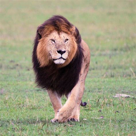 🔥 The Most Handsome Lion : r/NatureIsFuckingLit