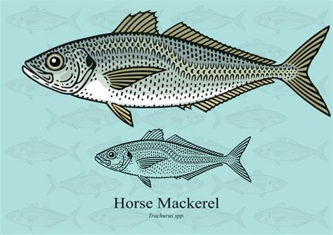 Atlantic Horse Mackerel Facts & Information Guide - American Oceans