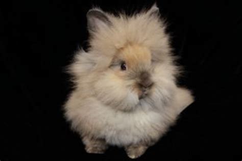 Lionhead Bunny Rabbits - All About these Cute and Unusual Bunnies | hubpages