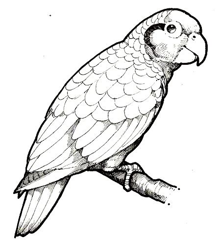 PARROT COLORING