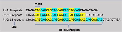 Tandem Repeat [IMAGE] | EurekAlert! Science News Releases