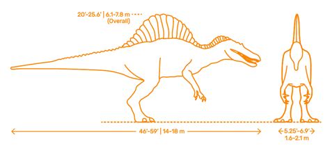 Spinosaurus Size